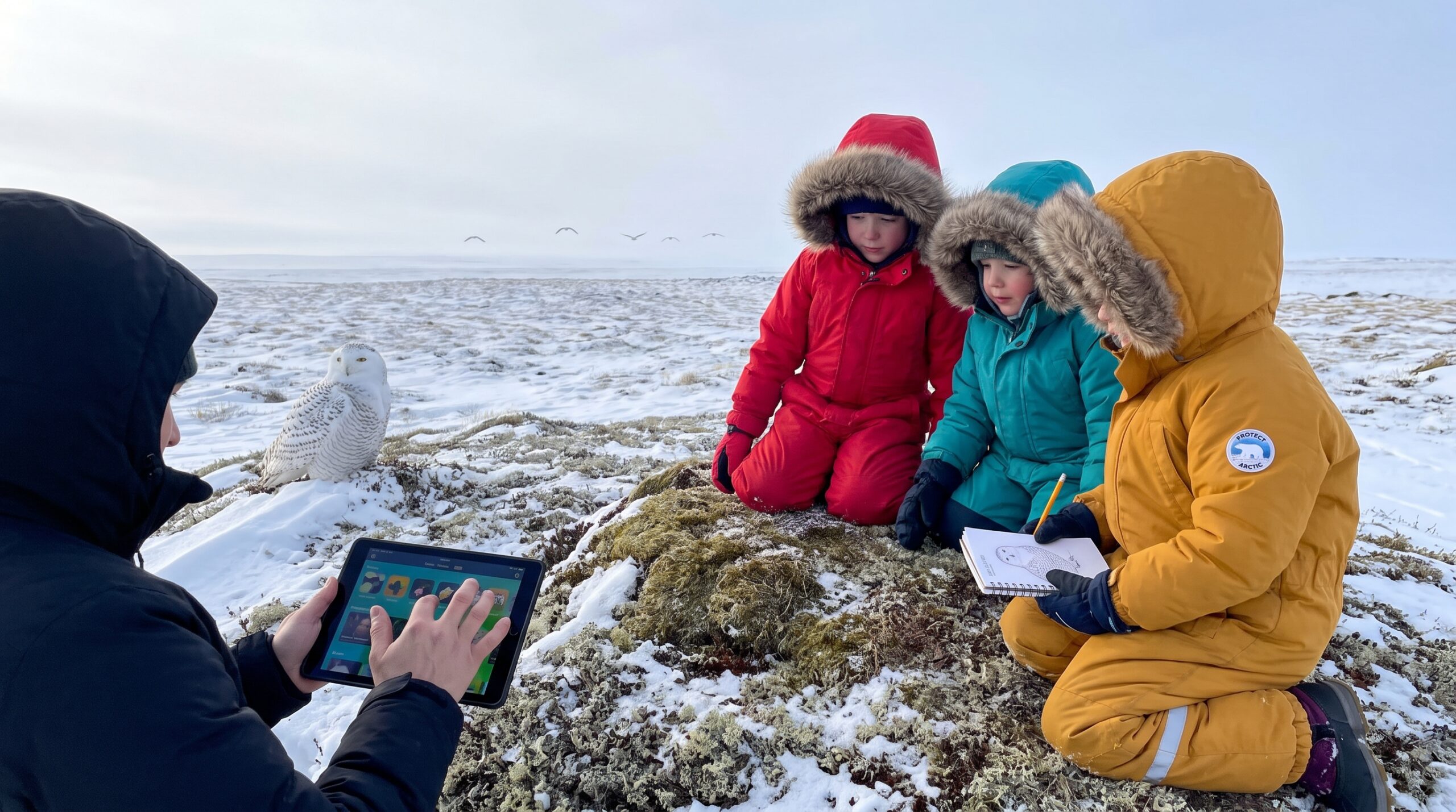 Bright and round-eyed, the Snowy Owl is Bubo scandiacus. This family-friendly guide covers where they live, how they stay warm, what they eat, breeding, irruptions, conservation and safe watching tips for families.